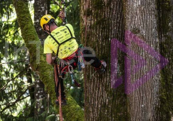 Arborist tree climbing competition BCTCC 2023 tree climbing competition