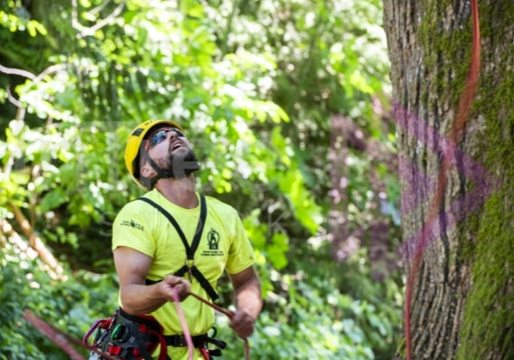 BCTCC 2023 tree climbing competition