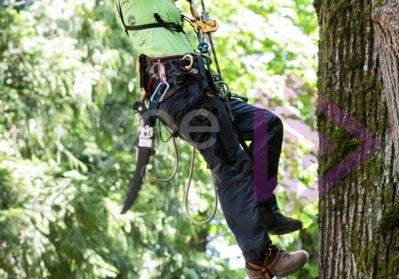 BCTCC 2023 tree climbing competition