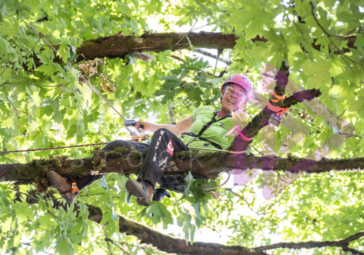 Arborist tree climbing competition BCTCC 2023 tree climbing competition