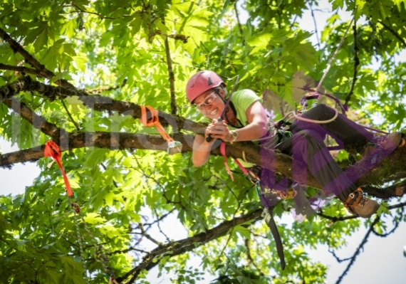 Arborist tree climbing competition BCTCC 2023 tree climbing competition