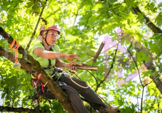 Arborist tree climbing competition BCTCC 2023 tree climbing competition