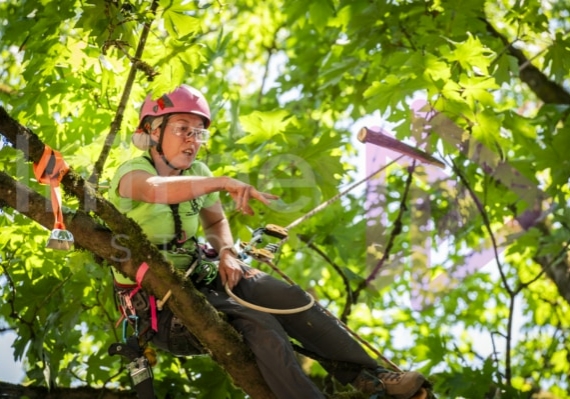 Arborist tree climbing competition BCTCC 2023 tree climbing competition