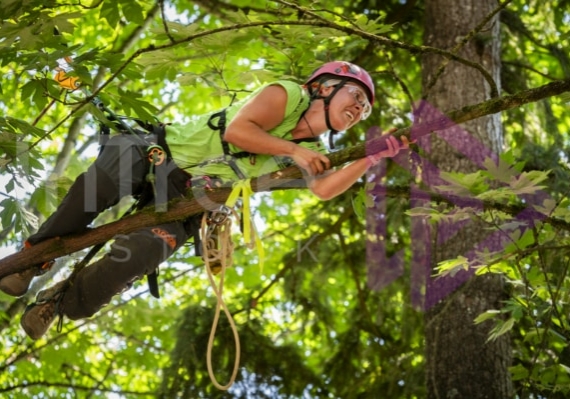 Arborist tree climbing competition BCTCC 2023 tree climbing competition