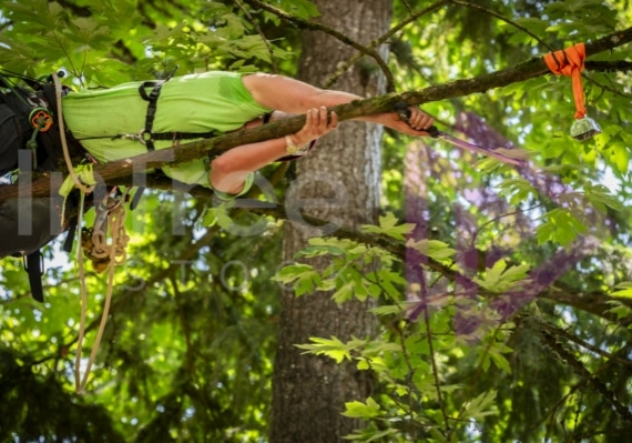 Arborist tree climbing competition BCTCC 2023 tree climbing competition