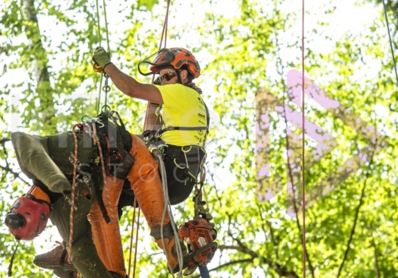 BCTCC 2023 tree climbing competition