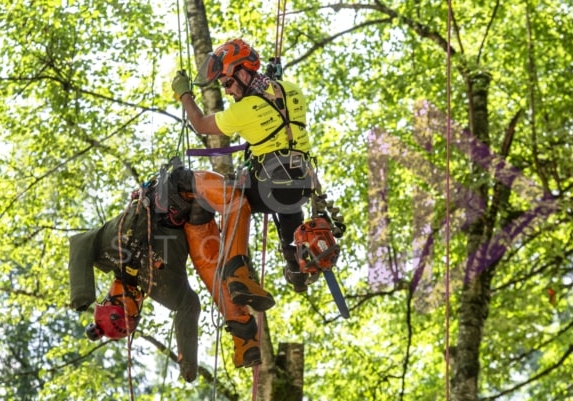 Arborist tree climbing competition BCTCC 2023 tree climbing competition