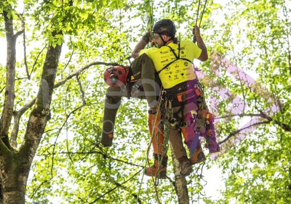 Arborist tree climbing competition BCTCC 2023 tree climbing competition
