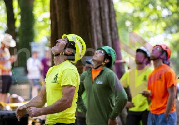 Arborist tree climbing competition BCTCC 2023 tree climbing competition
