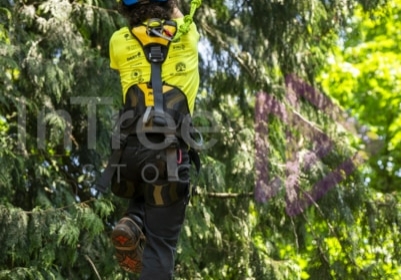 BCTCC 2023 tree climbing competition