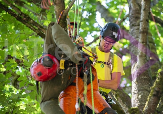 BCTCC 2023 tree climbing competition