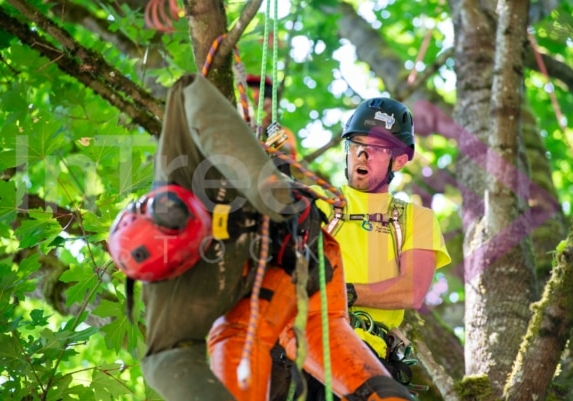 BCTCC 2023 tree climbing competition