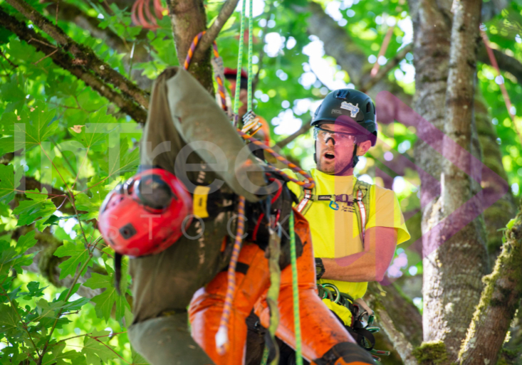 BCTCC 2023 tree climbing competition