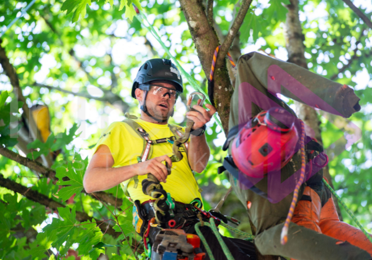 BCTCC 2023 tree climbing competition