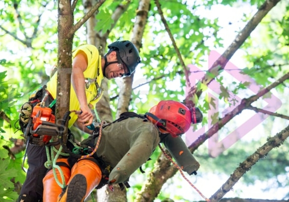 BCTCC 2023 tree climbing competition