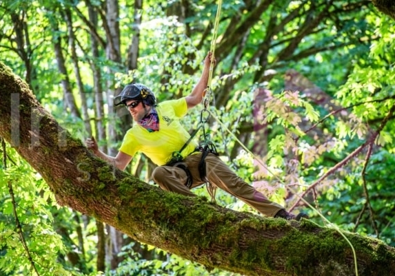 Arborist tree climbing competition BCTCC 2023 tree climbing competition