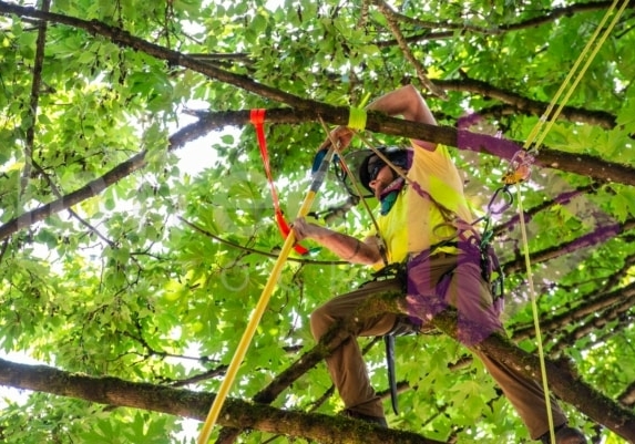 BCTCC 2023 tree climbing competition