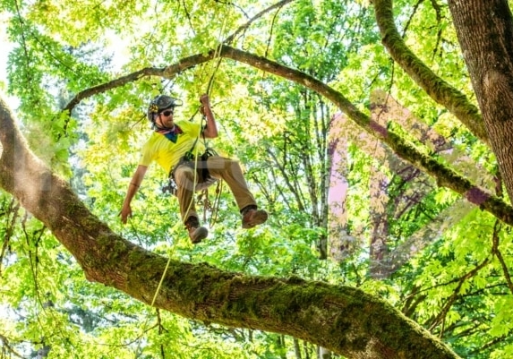 Arborist tree climbing competition BCTCC 2023 tree climbing competition