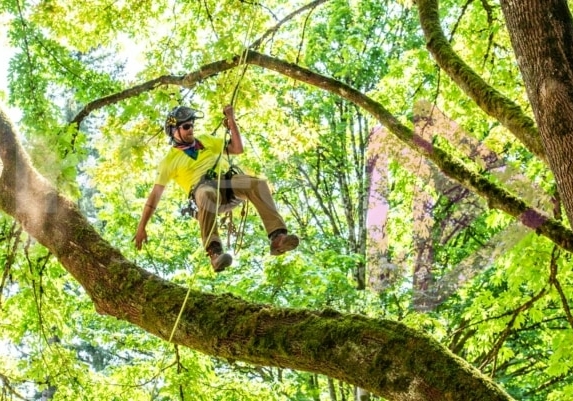 BCTCC 2023 tree climbing competition