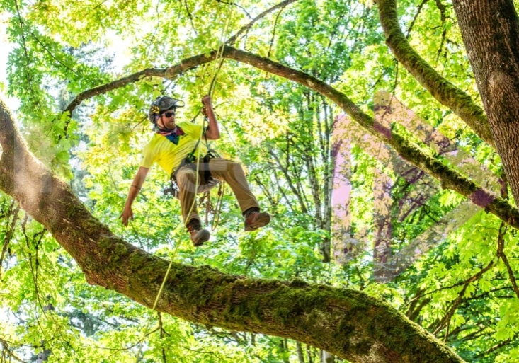 Arborist tree climbing competition BCTCC 2023 tree climbing competition
