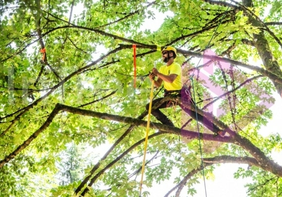 Arborist tree climbing competition BCTCC 2023 tree climbing competition