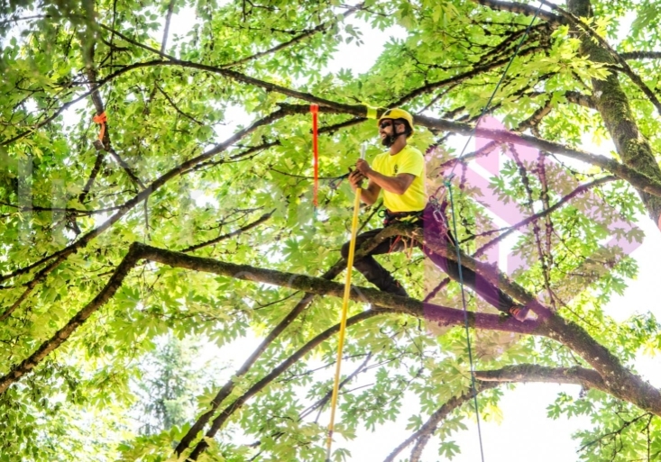 Arborist tree climbing competition BCTCC 2023 tree climbing competition