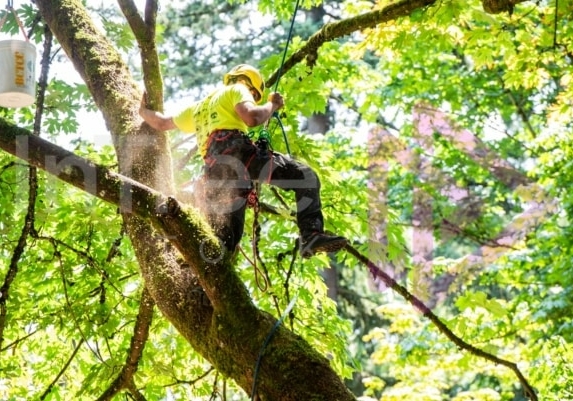 BCTCC 2023 tree climbing competition