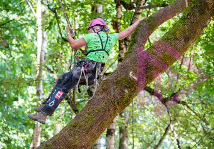 Arborist tree climbing competition BCTCC 2023 tree climbing competition