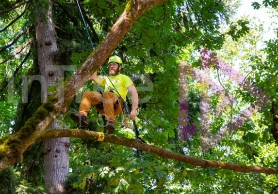 BCTCC 2023 tree climbing competition
