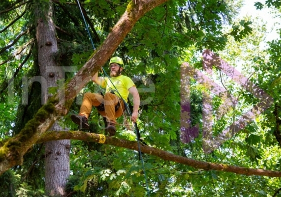 Arborist tree climbing competition BCTCC 2023 tree climbing competition