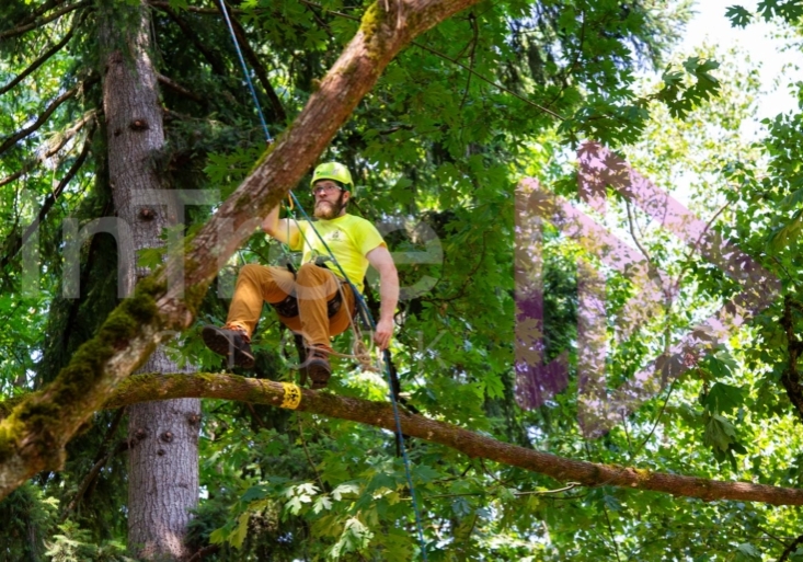 Arborist tree climbing competition BCTCC 2023 tree climbing competition