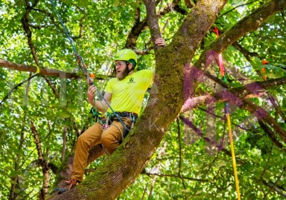 Arborist tree climbing competition BCTCC 2023 tree climbing competition