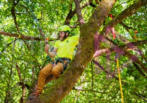 BCTCC 2023 tree climbing competition