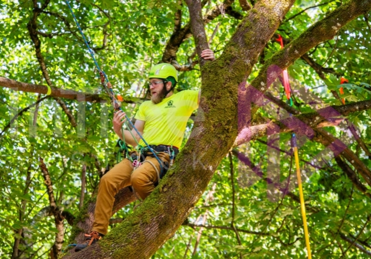Arborist tree climbing competition BCTCC 2023 tree climbing competition