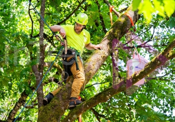 Arborist tree climbing competition BCTCC 2023 tree climbing competition