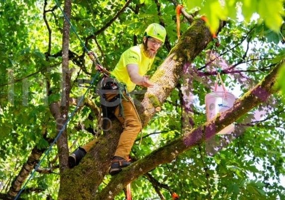 Arborist tree climbing competition BCTCC 2023 tree climbing competition