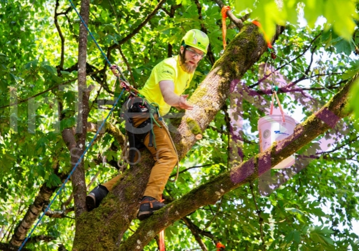 Arborist tree climbing competition BCTCC 2023 tree climbing competition
