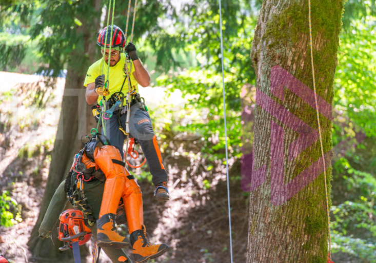 Arborist tree climbing competition BCTCC 2023 tree climbing competition