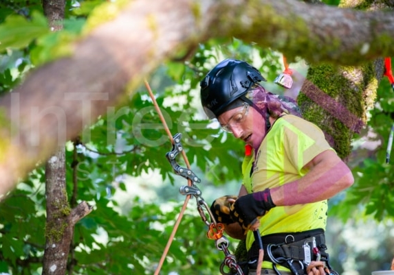 Arborist tree climbing competition BCTCC 2023 tree climbing competition