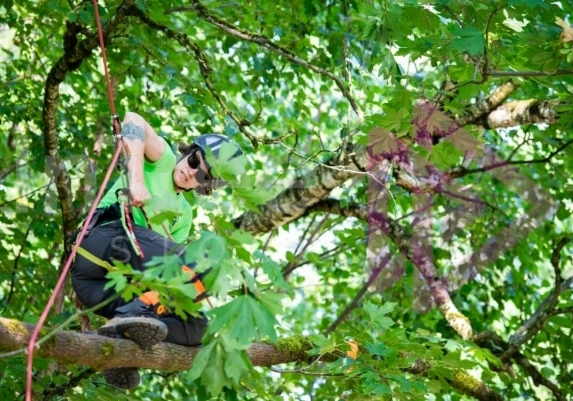 Arborist tree climbing competition BCTCC 2023 tree climbing competition