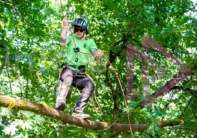 Female Arborist climbing tree