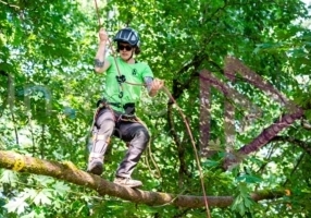 Arborist tree climbing competition Female Arborist climbing tree