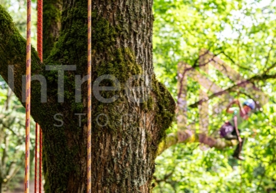 Arborist tree climbing competition BCTCC 2023 tree climbing competition