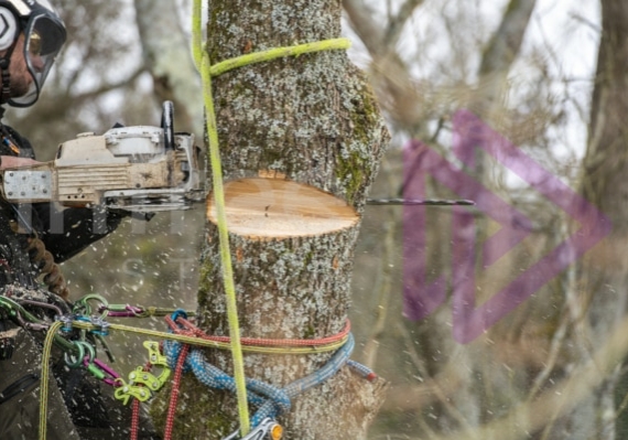 Man in a tree using rigging gear with a chainsaw making a back cut into an ash tree with sawdust spraying