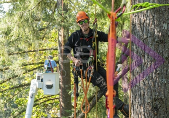 The PNW ISA, BC Tree climbing competiton