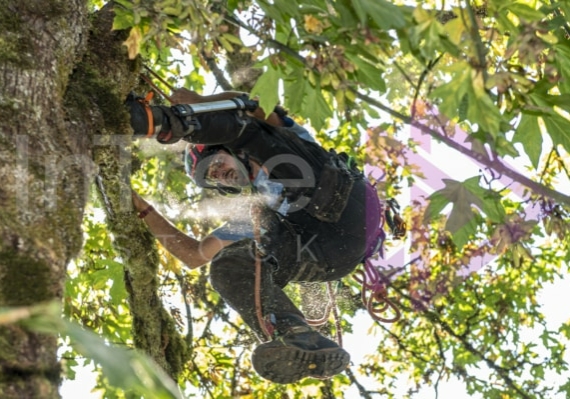 The PNW ISA, BC Tree climbing competiton