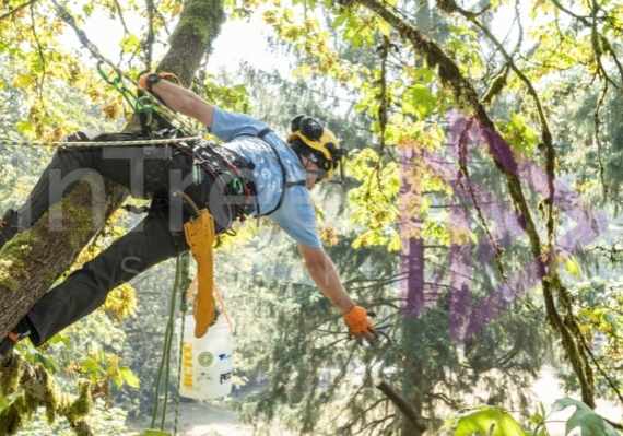 The PNW ISA, BC Tree climbing competiton