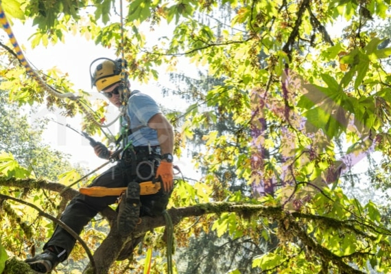 The PNW ISA, BC Tree climbing competiton