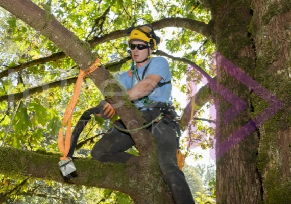 The PNW ISA, BC Tree climbing competiton