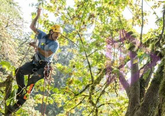 The PNW ISA, BC Tree climbing competiton